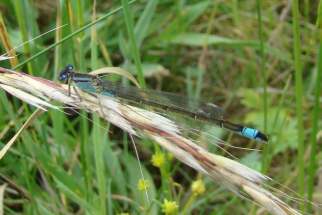 Lestes sponsa - Gemeine Binsenjungfer